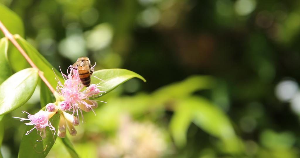 Honeybee Wellness Resort Kandanga Zewnętrze zdjęcie